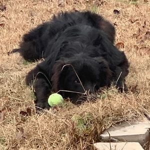 Meet your Posher, Devon